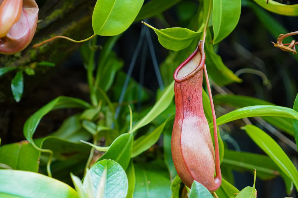 ReptiFauna Bioactive Carnivorous Plants