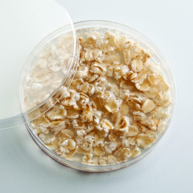 Physarum Agar