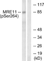 Anti-Mre11 Rabbit Polyclonal Antibody