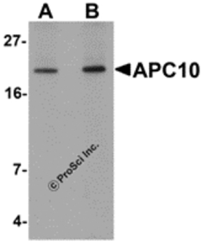 APC10 antibody