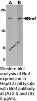 Anti-BMF Rabbit Polyclonal Antibody