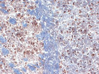 Anti-KCNA3 Mouse Monoclonal Antibody [clone: S23-27]