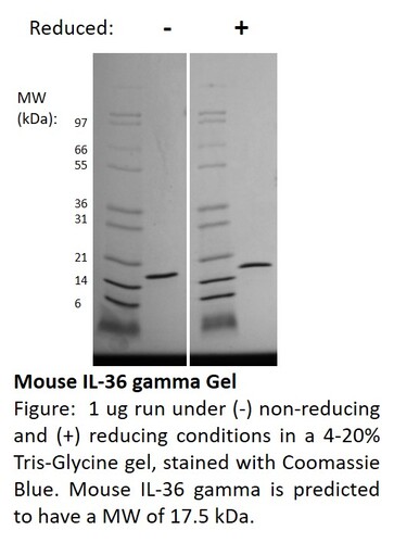 Mouse Recombinant IL-36 gamma (from <i>E. coli</i>)