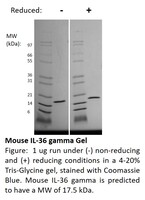 Mouse Recombinant IL-36 gamma (from E. coli)