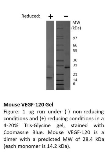 Mouse Recombinant VEGF-120 (from <i>E. coli</i>)