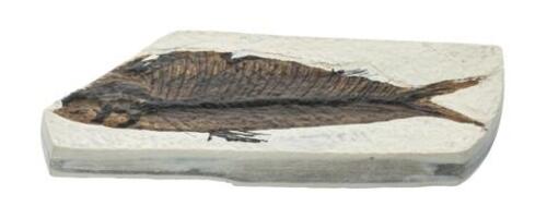 Mesozoic Fish Fossil Replica 4 X 10 Cm