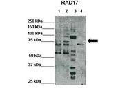 Anti-RAD17 Rabbit Polyclonal Antibody