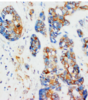 Anti-TUBA1 Mouse Monoclonal Antibody [clone: Tub-1]