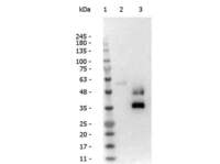 Anti-IgG1 Rabbit Polyclonal Antibody