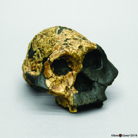 Bone Clones® Australopithecus boisei Cranium, Female KNM ER 732