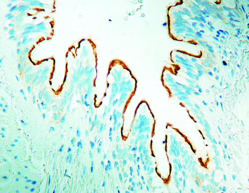 Anti-EZR Mouse Monoclonal Antibody [clone: 3C12]