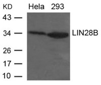 Anti-LIN28B Rabbit Polyclonal Antibody