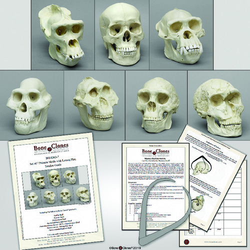 MODEL PRIMATE SKULLS AND LESSON SET