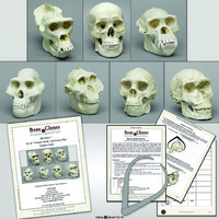 BoneClones® Primate Skulls with Lesson Plan