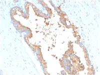 Anti-Transferrin Mouse Monoclonal Antibody [clone: TF/3001]
