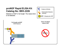 proNGF Rapid ELISA Kit: Human, Biosensis®