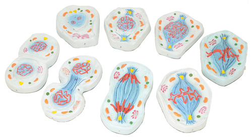 Model Mitosis Set of 8