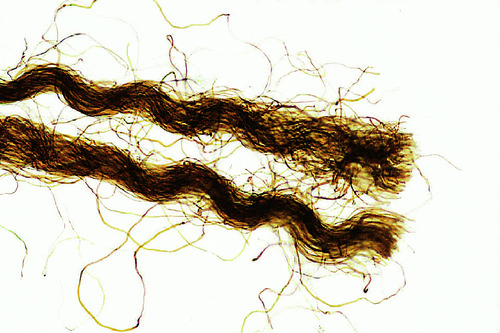 BLOOD STAINED TEXTILE FIBERS (WM)