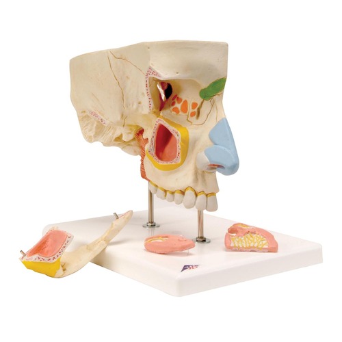 Model Nose With Paranasal Sinuses