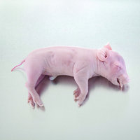 Ward's® Pure Preserved™ Fetal Pigs, Single Injected