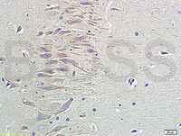 Anti-Neuropeptide Y Rabbit Polyclonal Antibody