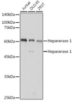 Anti-Heparanase 1 Rabbit Polyclonal Antibody
