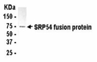 Anti-SRP54 Chicken Polyclonal Antibody