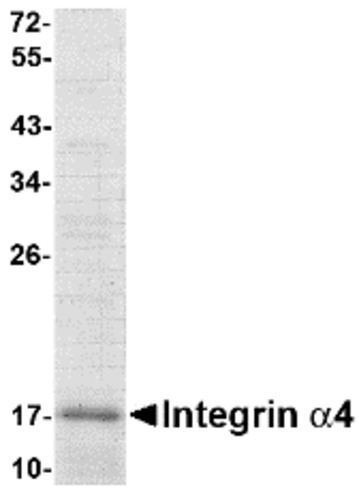 Integrin alpha 4 Recombinant Protein, Host: E.coli, CD49d, ITGA4