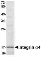 Recombinant Integrin alpha 4 (from E. coli)