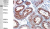 Anti-RACGAP1 Goat Polyclonal Antibody
