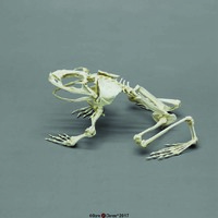 BoneClones® Goliath Frog Skeleton