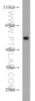 Anti-TUBA1 Rabbit Polyclonal Antibody