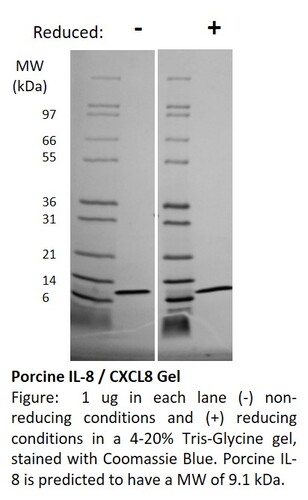 Pig Recombinant IL-8 (from <i>E. coli</i>)