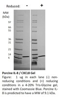 Pig Recombinant IL-8 (from E. coli)