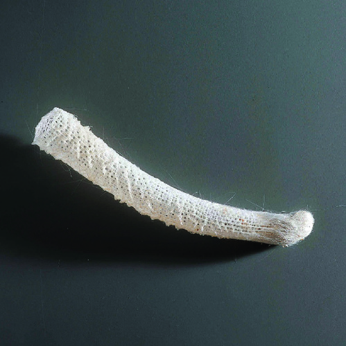 Euplectella Aspergillum (Rec.) Dry 10 +