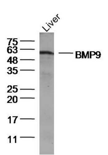 BMP9 Antibody