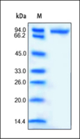 Human Recombinant CD14 (from HEK293 cells)