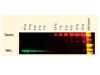Anti-AKT1 Mouse Monoclonal Antibody (DyLight® 549) [clone: 17F6.B11]