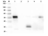 Anti-IgG Donkey Polyclonal Antibody (FITC (Fluorescein Isothiocyanate))