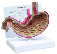 GPI Anatomicals® Basic Stomach Model