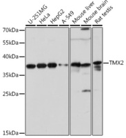 Anti-TMX2 Rabbit Polyclonal Antibody