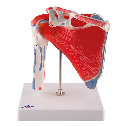 Shoulder Joint With Rotator Cuff Model
