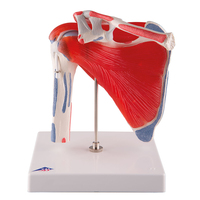 3B Scientific® Shoulder Joint With Rotator Cuff