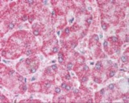 PPARG Antibody