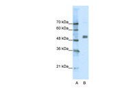 Anti-CHRNA9 Rabbit Polyclonal Antibody