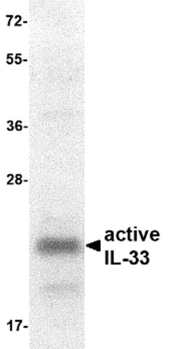 IL-33 Recombinant Protein Species reactivity: Human Host: E. coli alternate name: NF-HEV