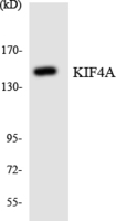 Anti-KIF4A Rabbit Polyclonal Antibody