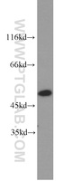 Anti-ACTL6A Rabbit Polyclonal Antibody