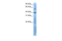 Anti-LEFTY2 Rabbit Polyclonal Antibody