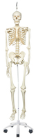 3B Scientific® Ring Mount Skeleton